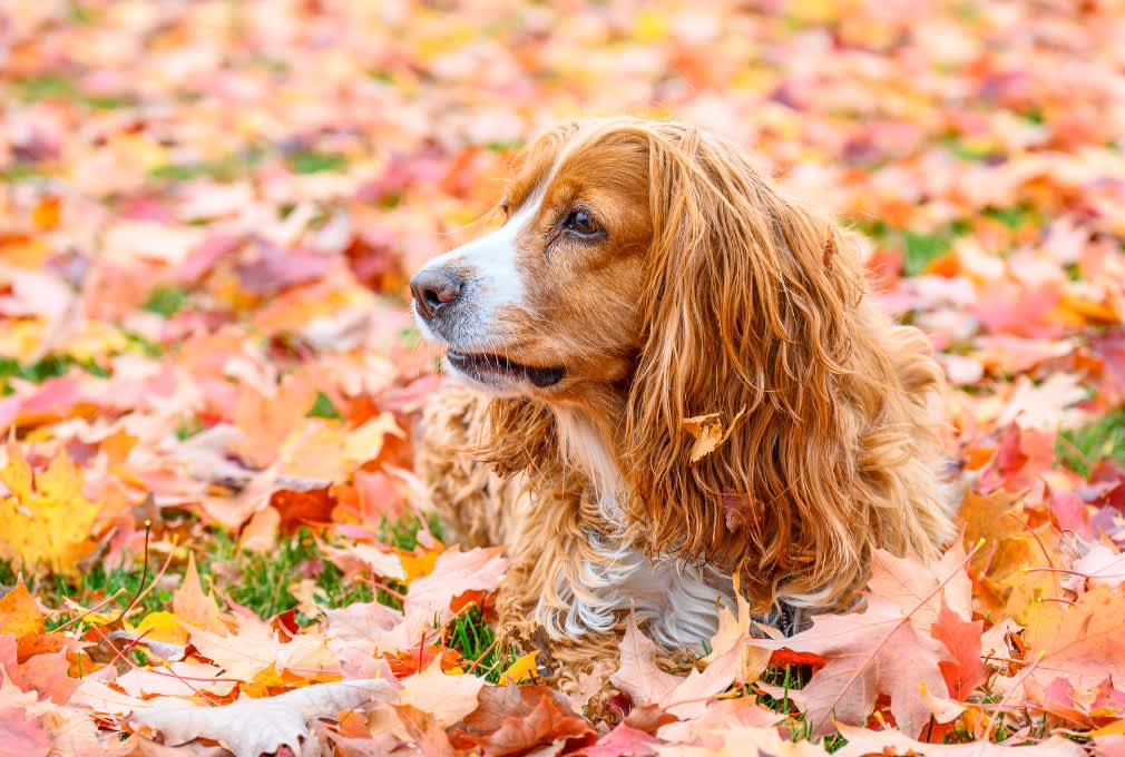 dog in autumn leaves