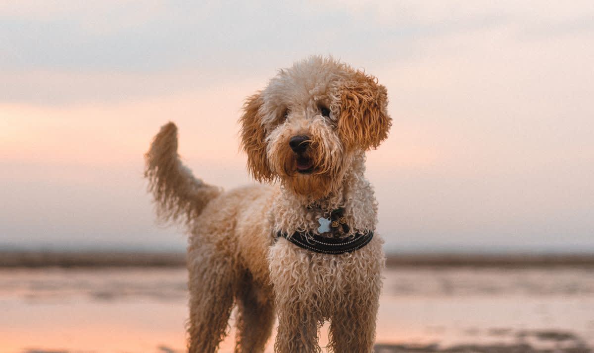 dog on a beach at sunset