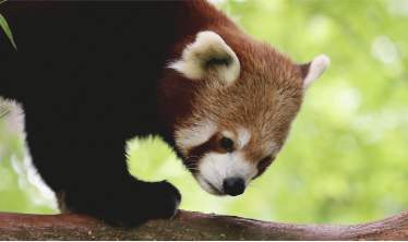 A red panda standing on a log
