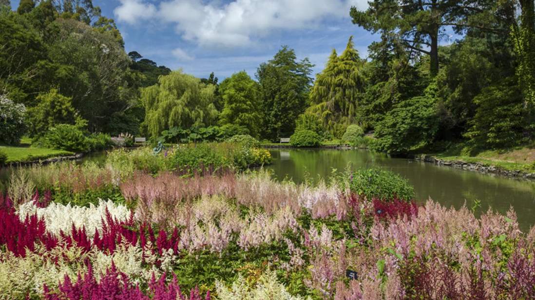 A lush green garden with a small lake, trees and purple flowers