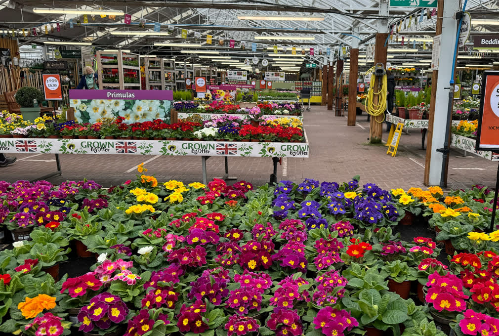 Bright, colourful primulas fill a garden centre aisle under a greenhouse roof. Banners and potted plants create a lively, vibrant atmosphere.