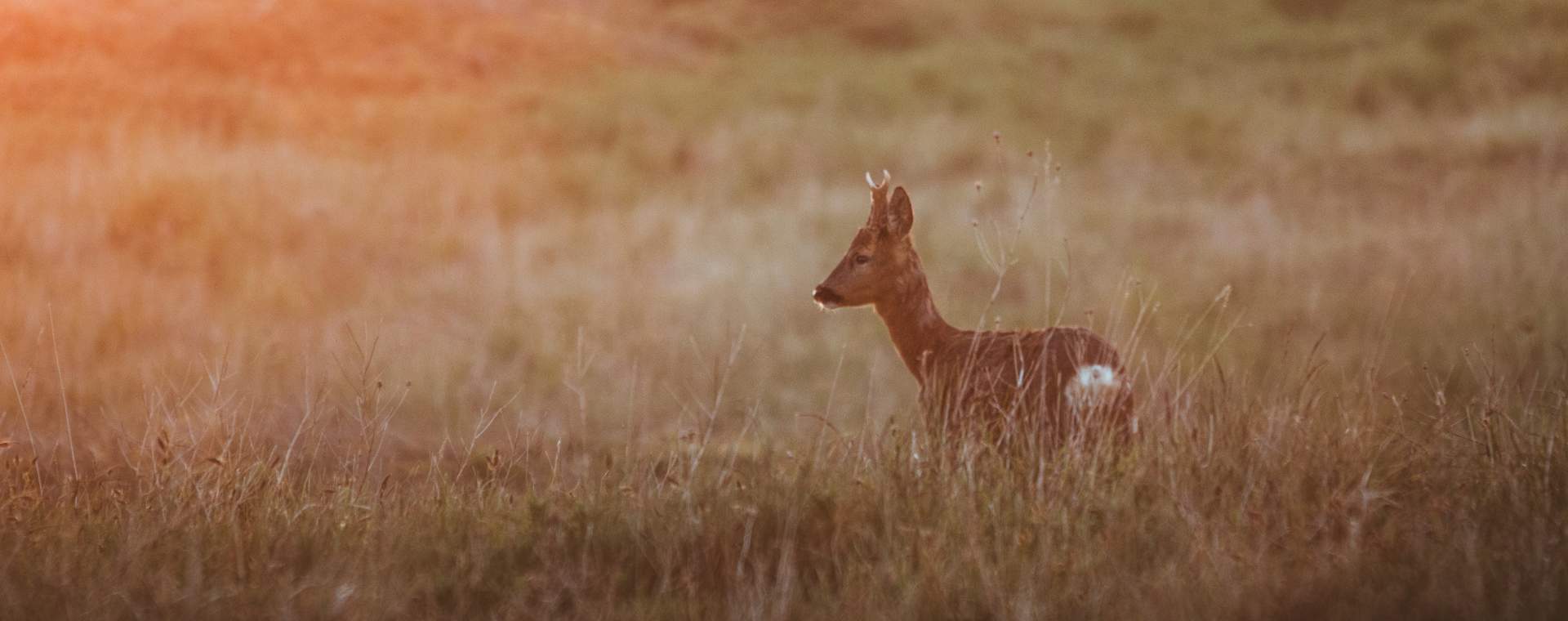 A young deer in the long grasses of the Yorkshire Wolds in East Yorkshire