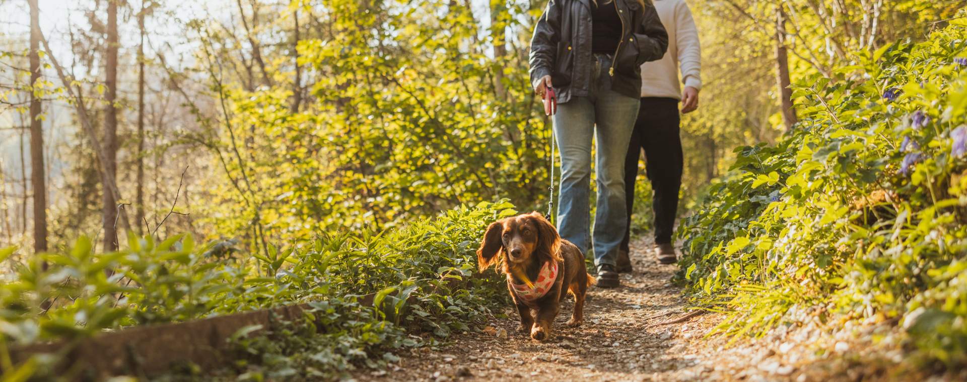 Two people walking their sausage dog through the Yorkshire Wolds.