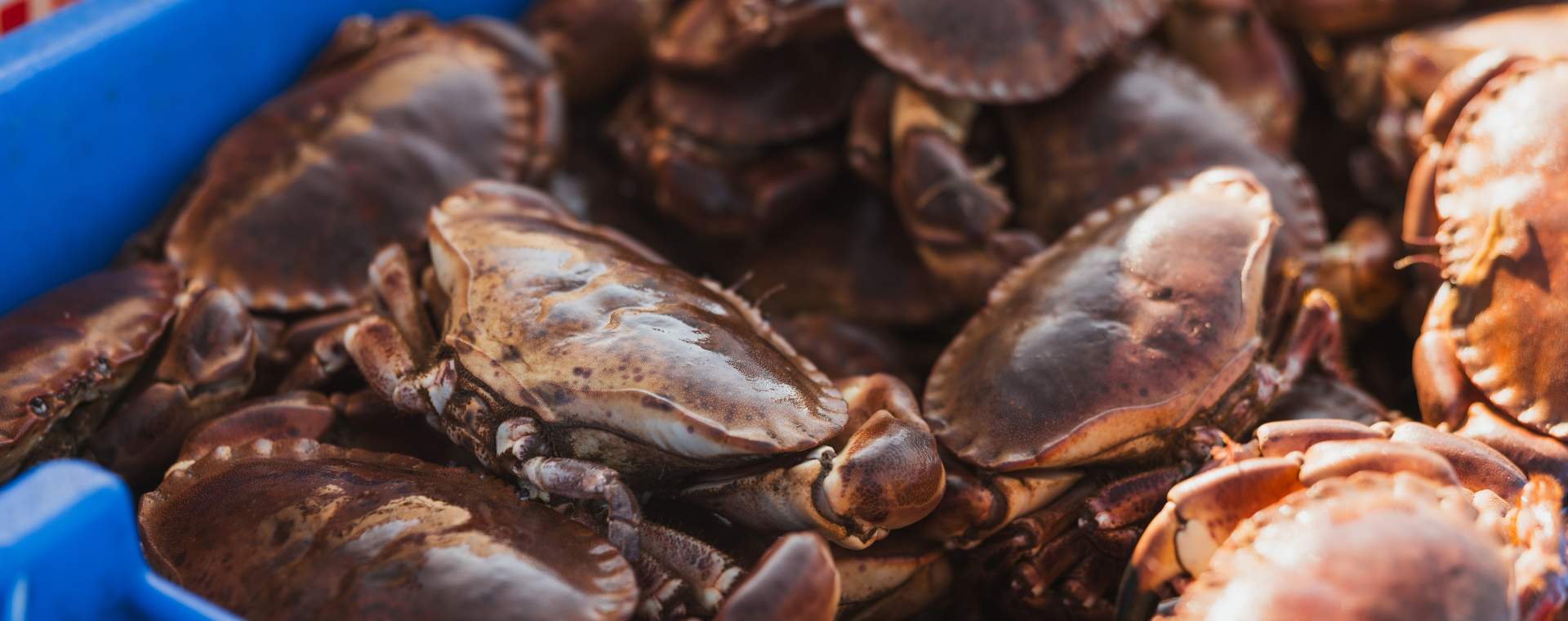 A container of freshly caught Bridlington crab