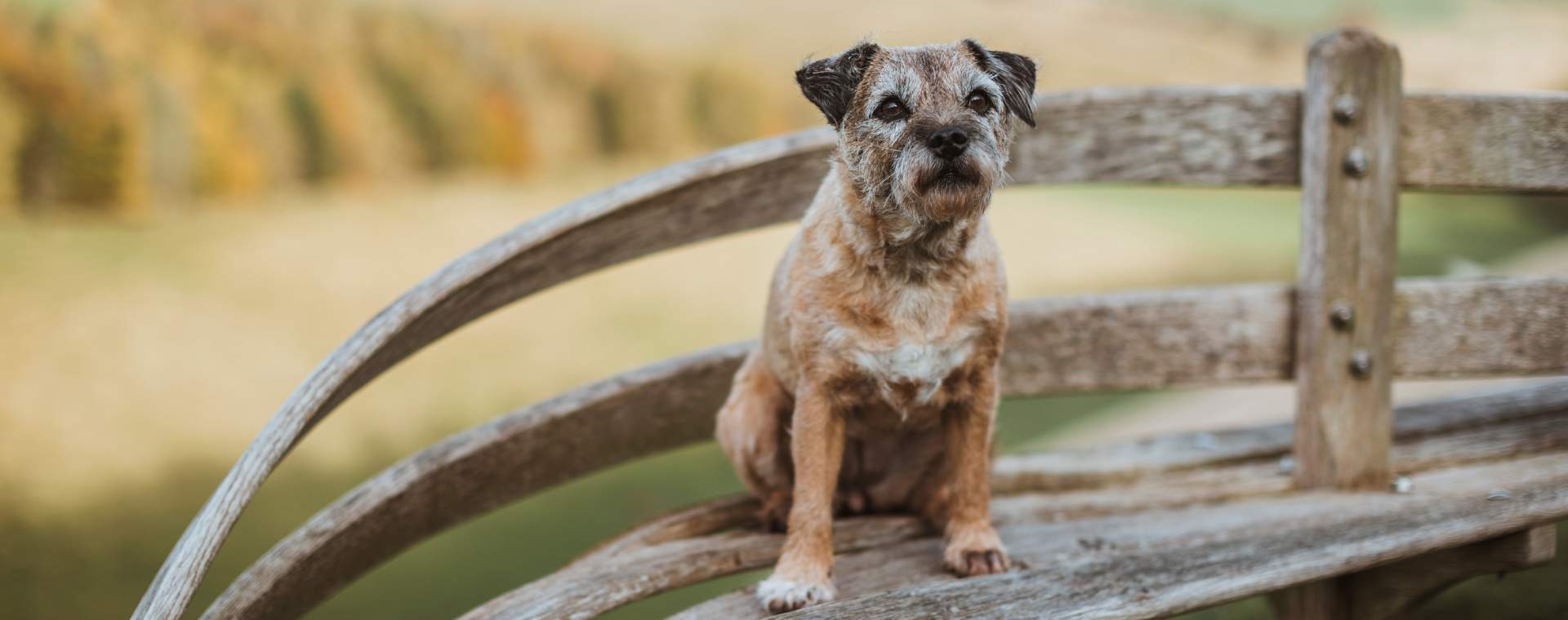 A dog sat on a bench in the Yorkshire Wolds in East Yorkshire