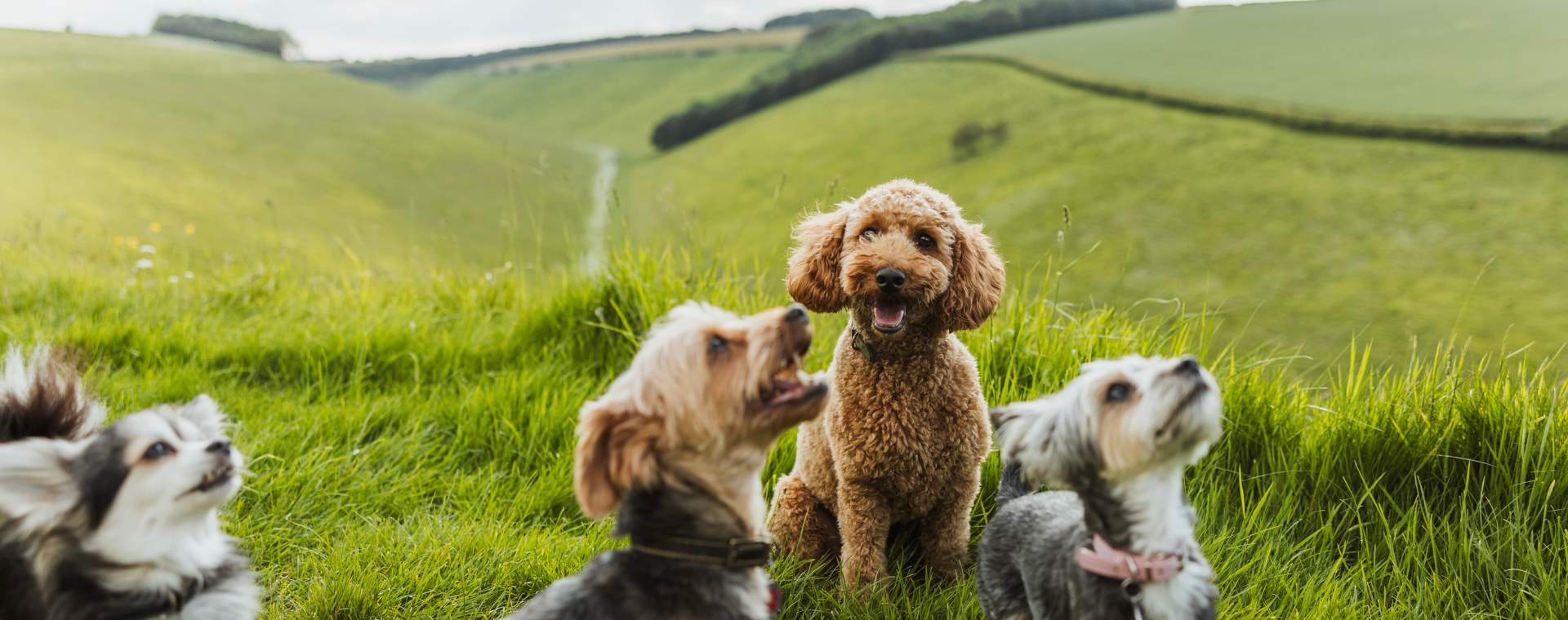 Four dogs on a walk in the Yorkshire Wolds
