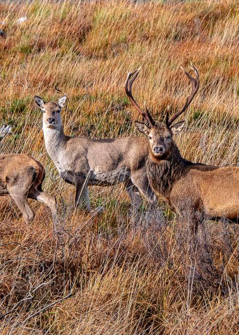 Autumn Deer Killarney National Park, Copyright Valerie O'Sullivan