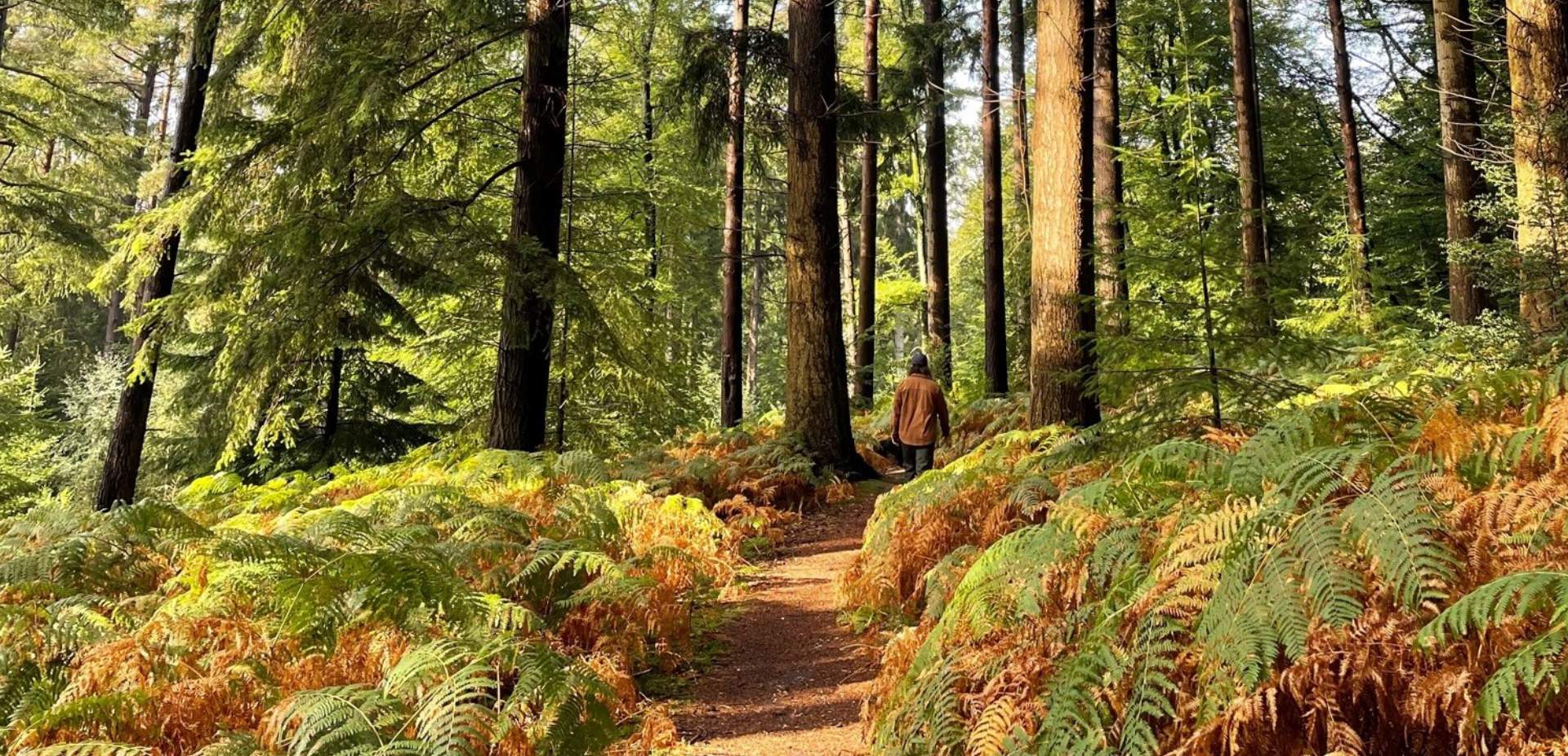 Walking in the New Forest Early Autumn