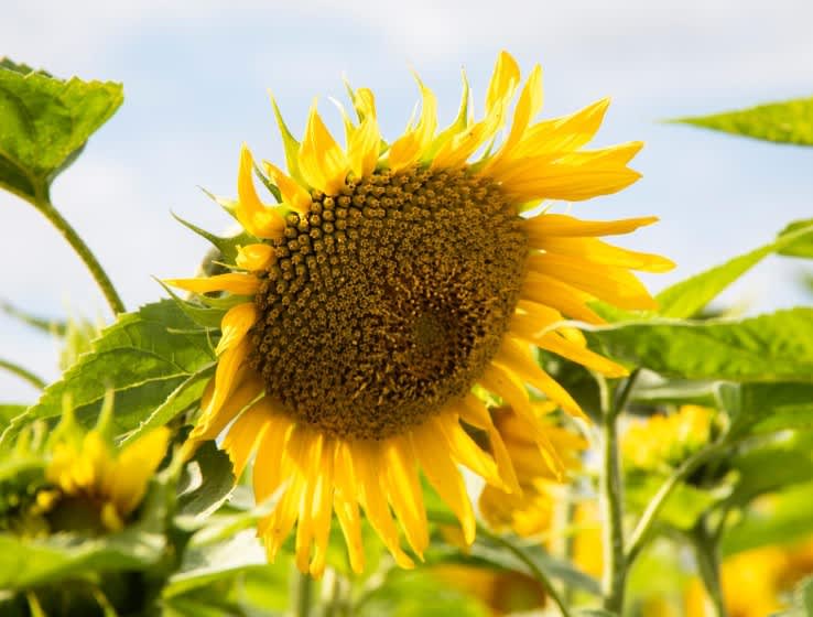 En stor solsikkeblomst