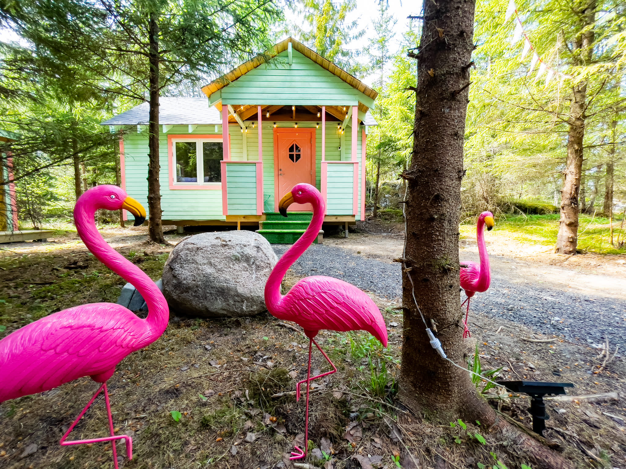 Rosa flamikoer foran en grønnmalt hytte