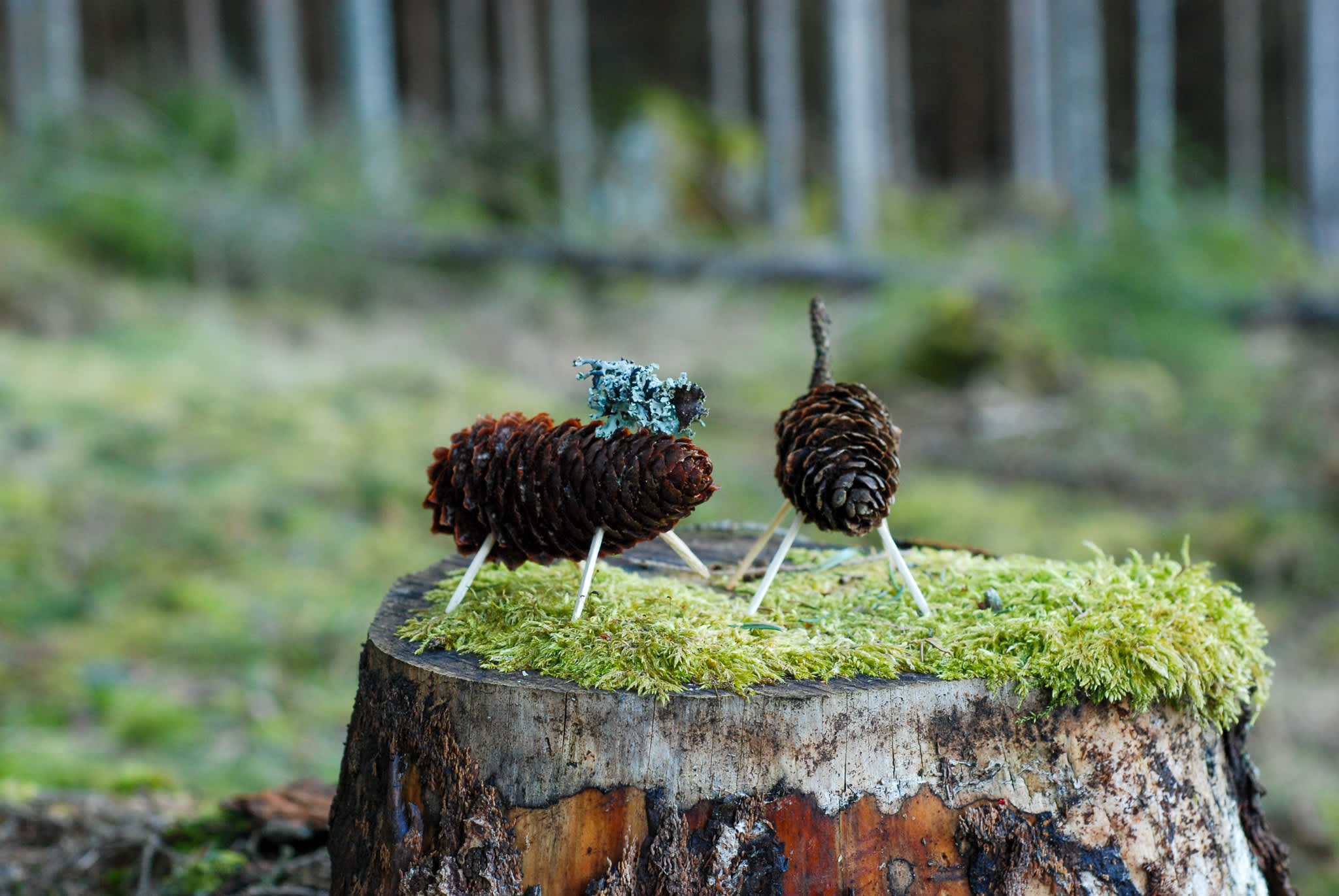 To kongledyr på en stubbe