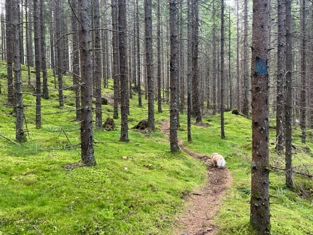 En sti mellom mange høye trær med mosebunn
