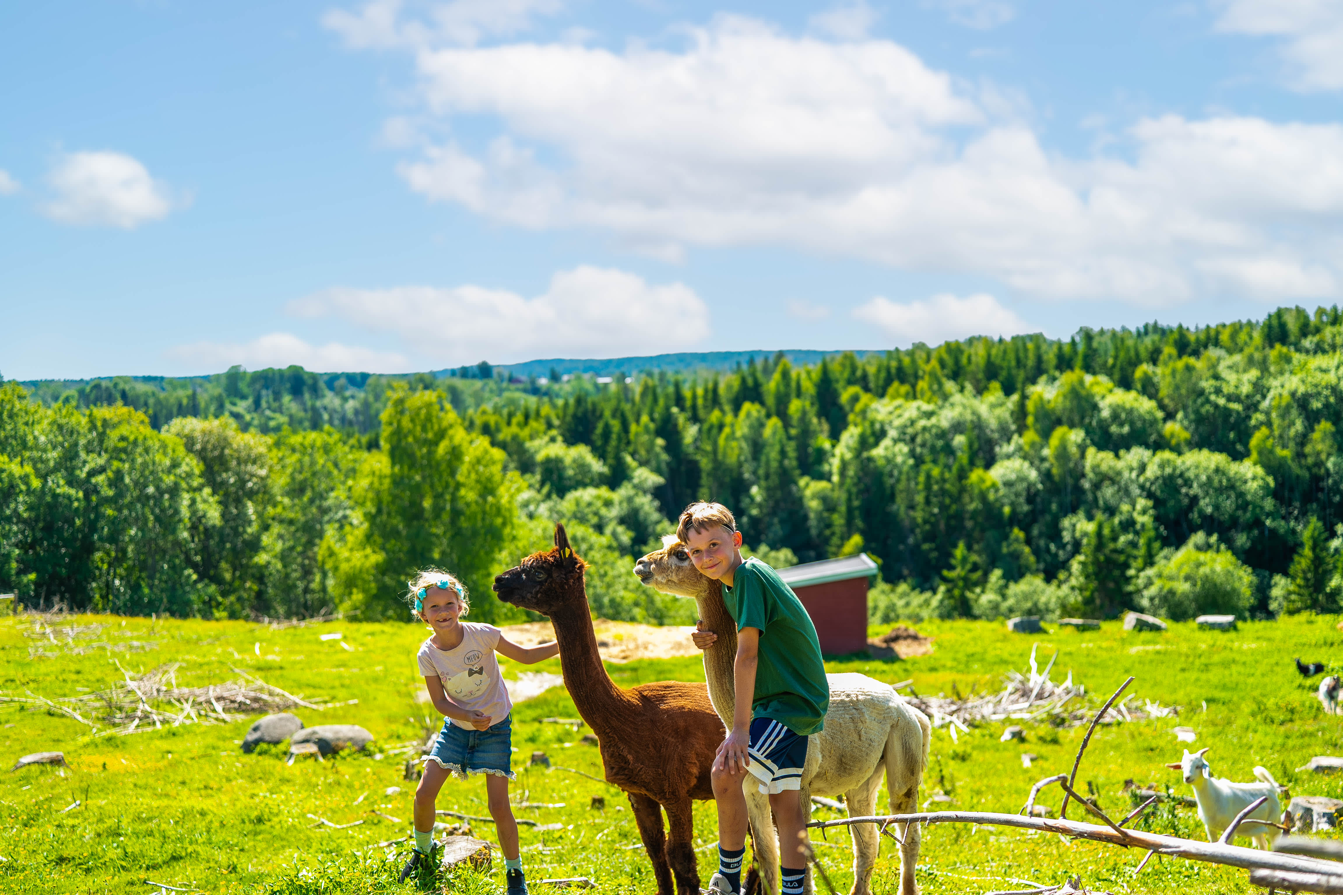 Barn som hilser på alpakka