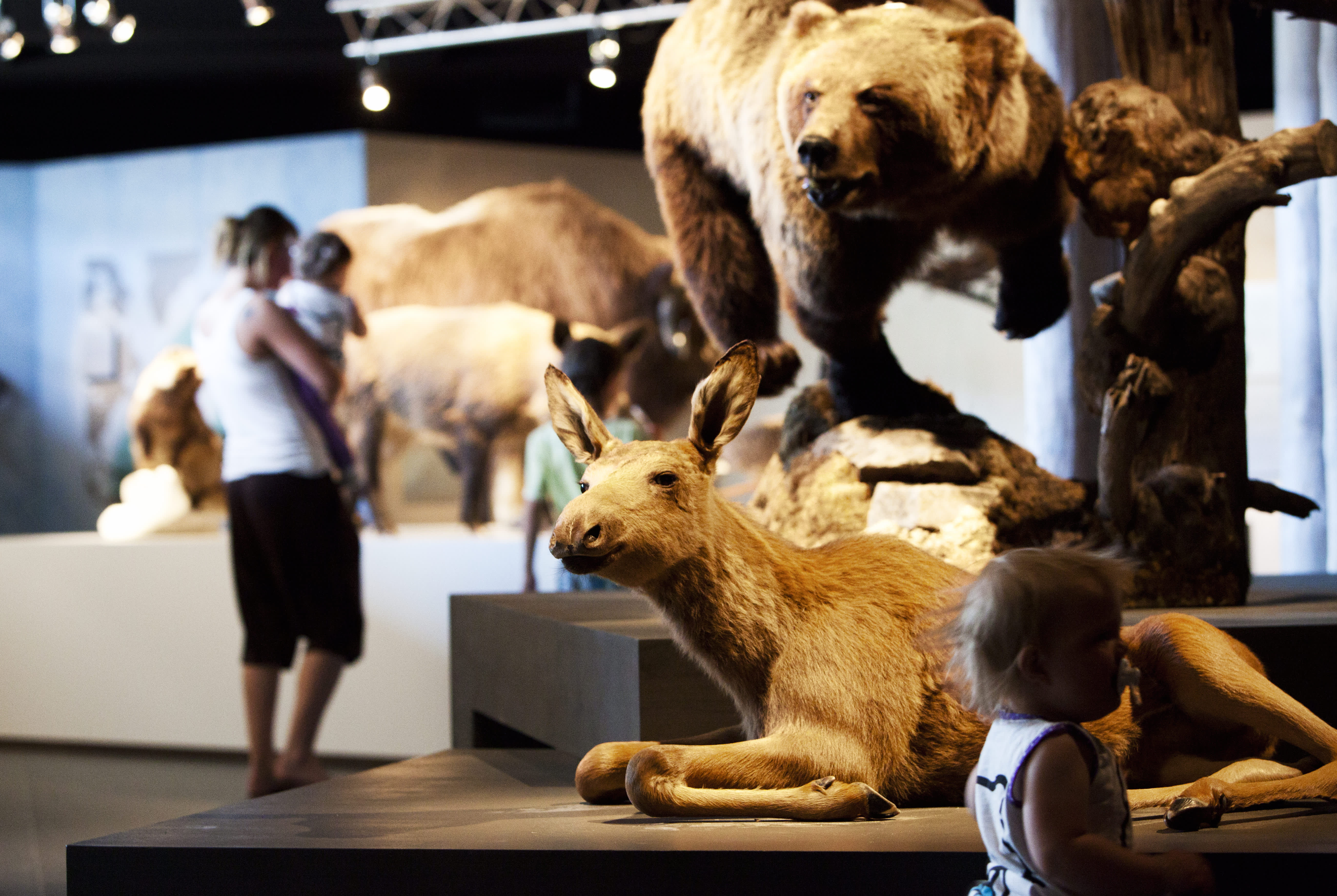 Utstilling hos Anno Norsk Skogmuseum i Elverum