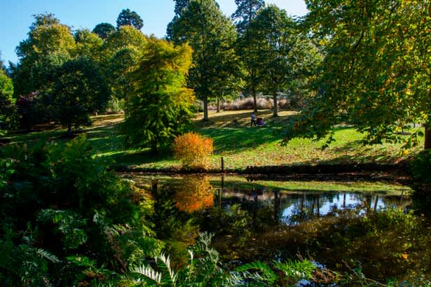 Savill Garden, Windsor
