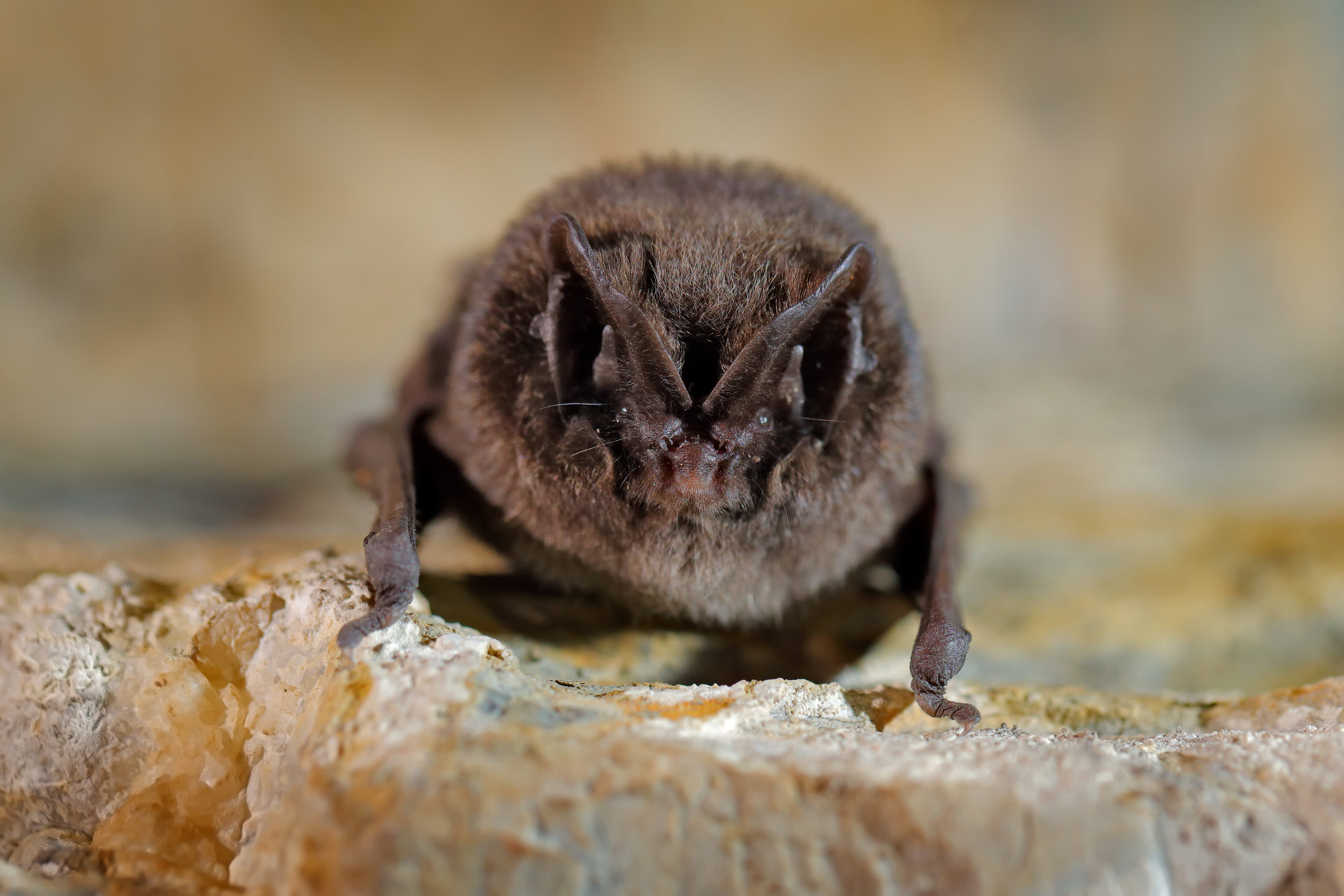 Barbastelle Bat