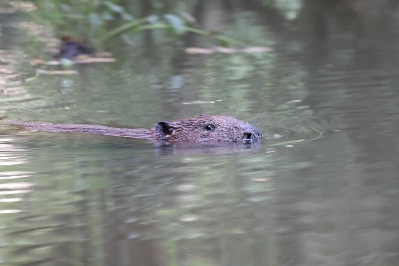 Eurasian Beaver in the water