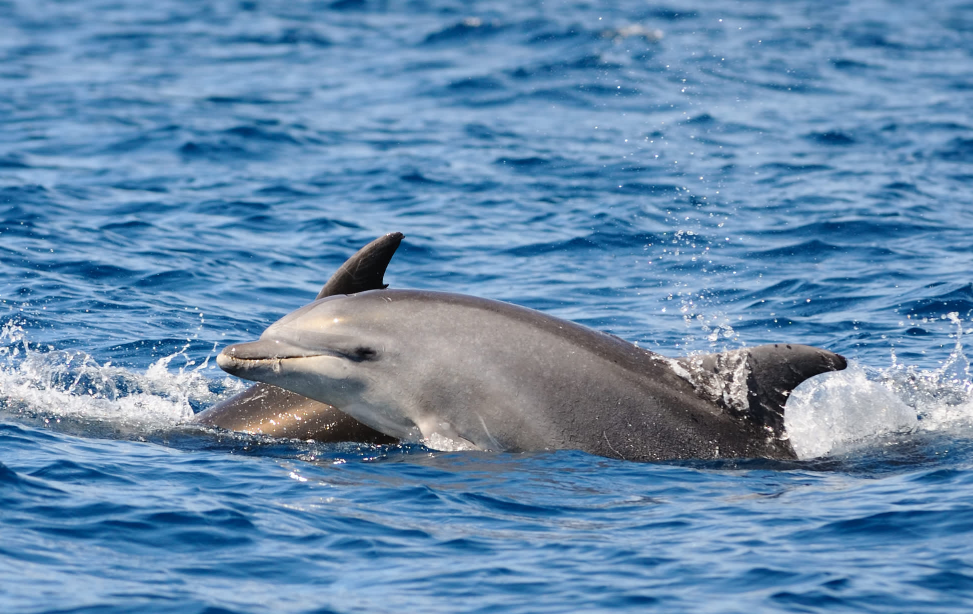 Bottlenose Dolphins