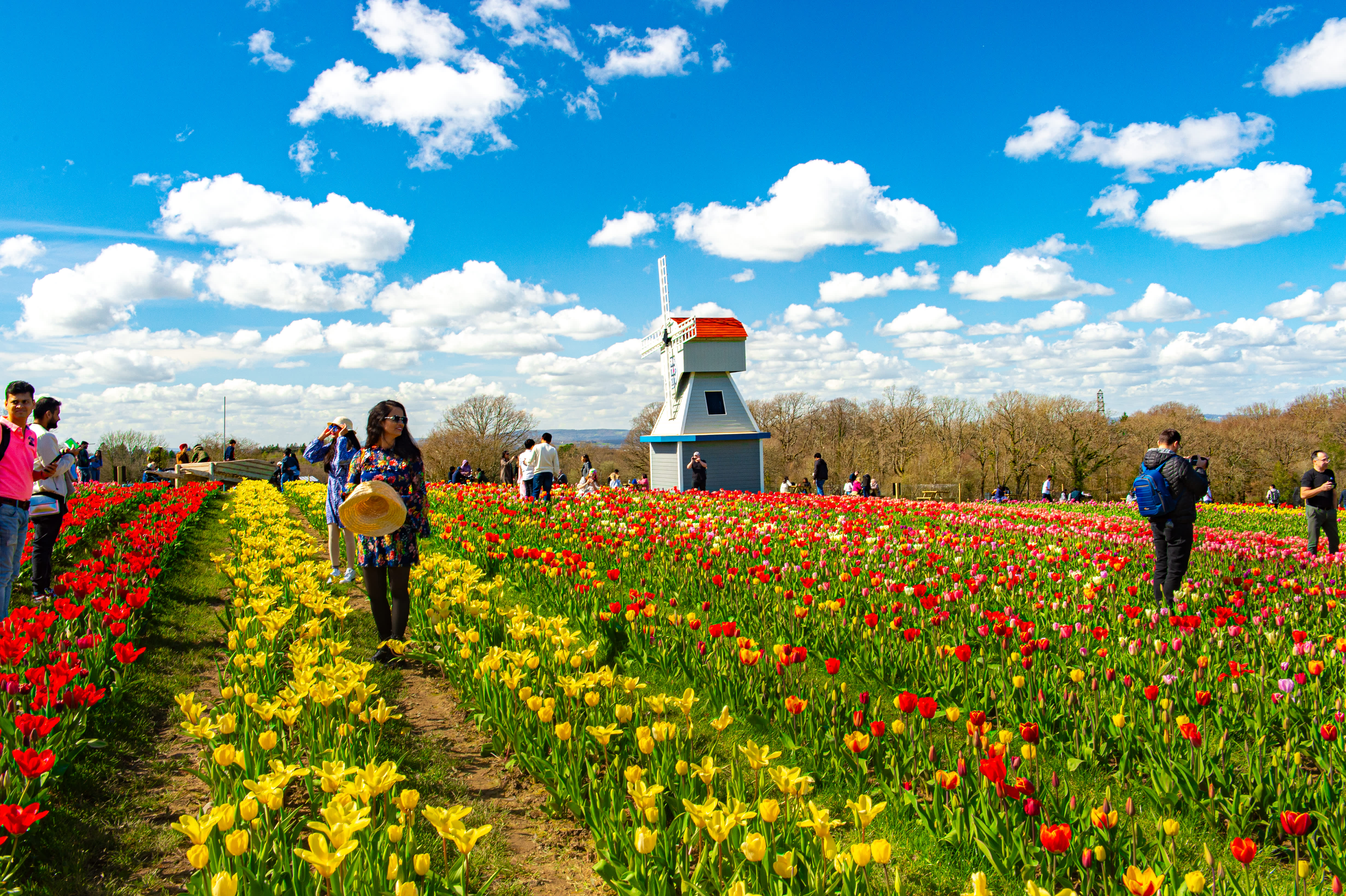 Rows of yellow and red tulips with a windmill in the background, at Tulleys Farm in Sussex