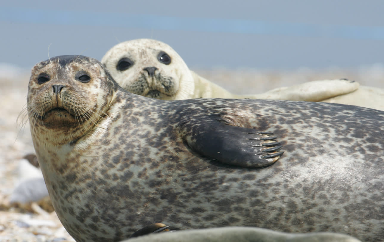 Grey Seals