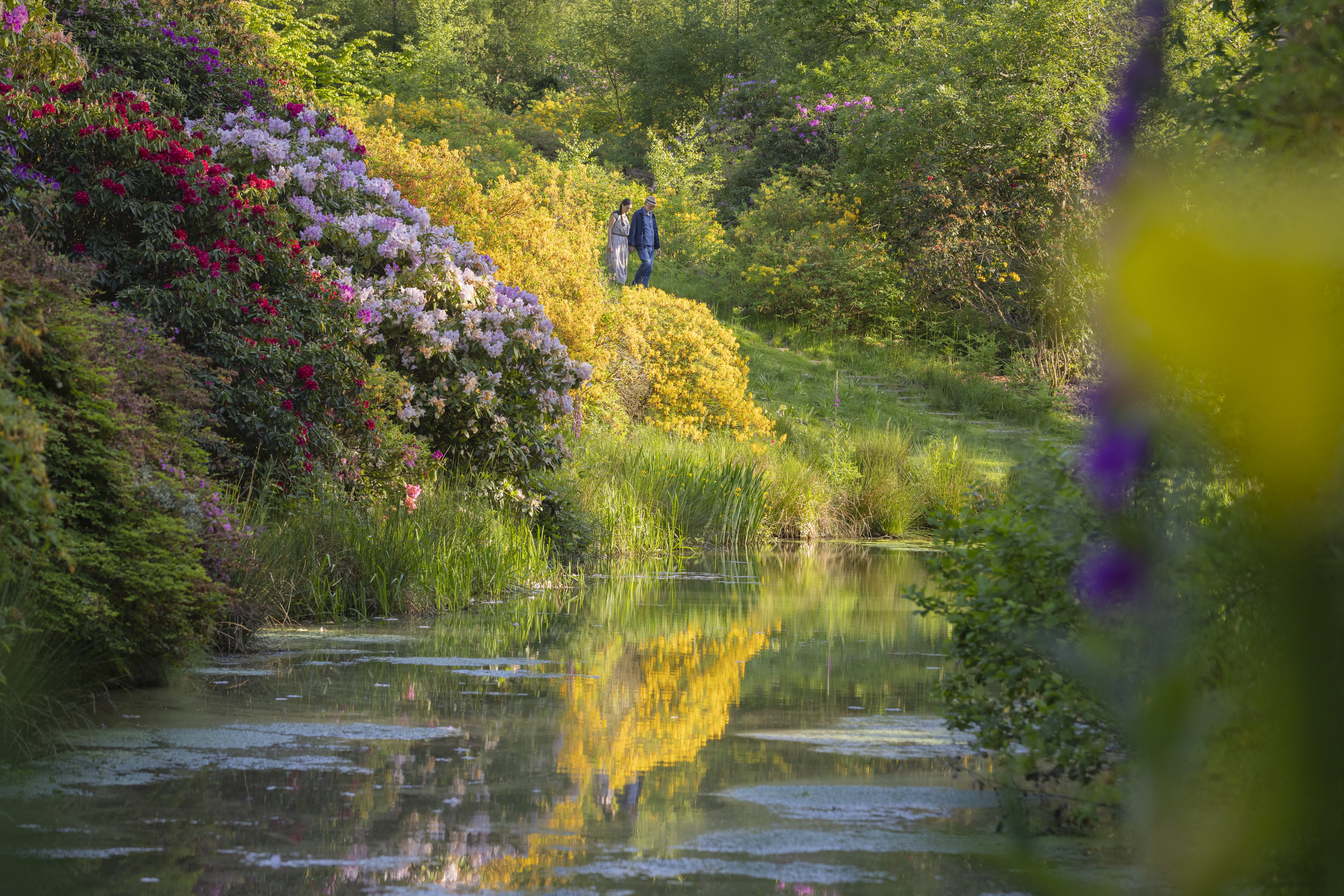 A lake surrounded by colourful spring shrubs, with a couple walking along the bank at Leonardslee Gardens, Sussex