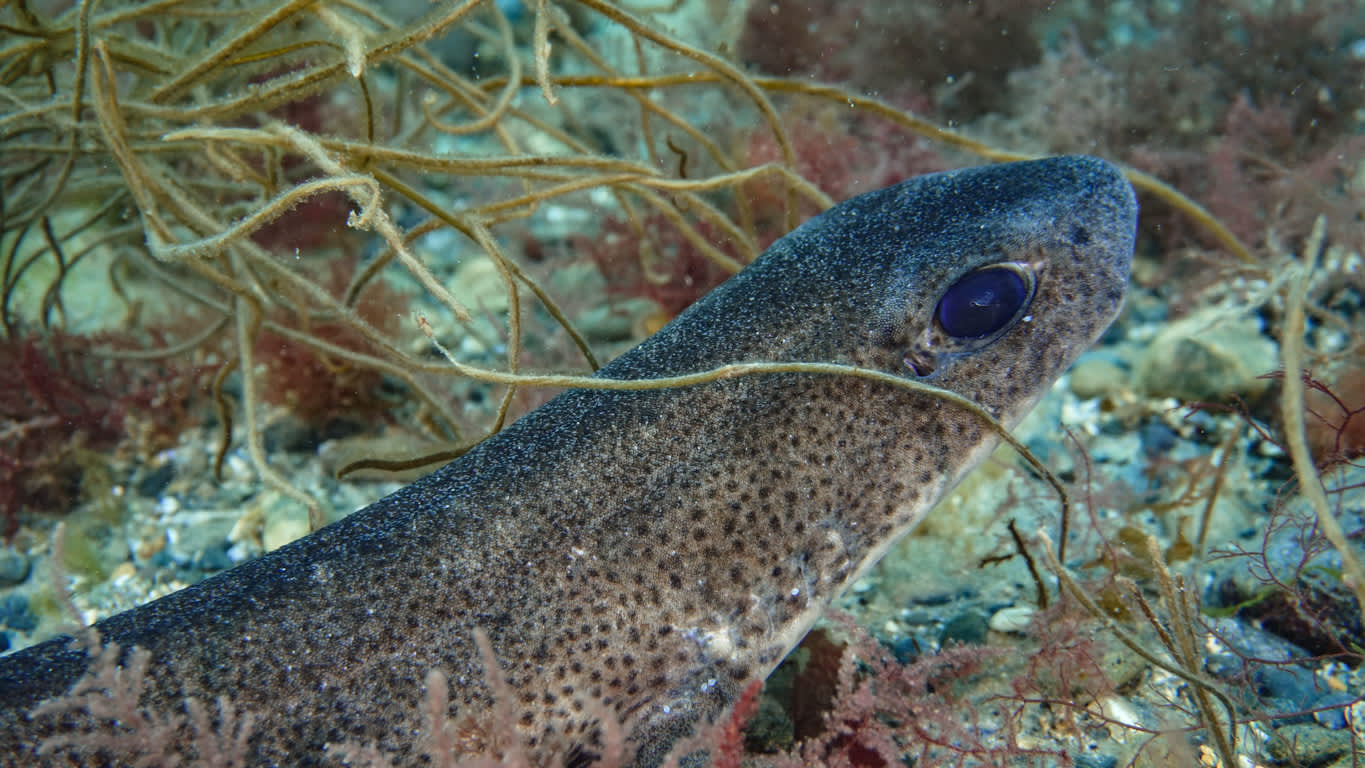 Sharks (Lesser Spotted Catshark, Smooth-hound shark, Tope shark)