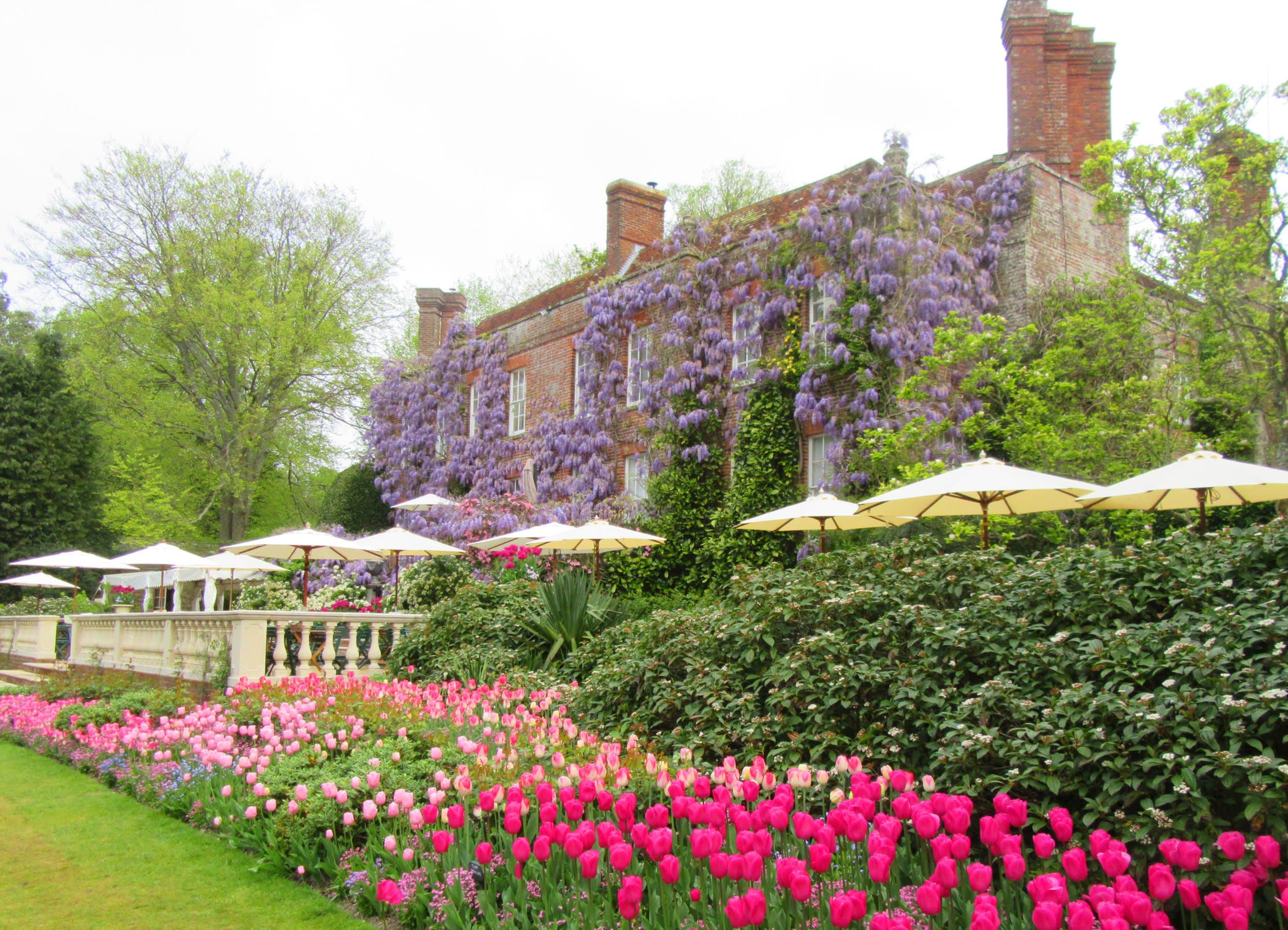 Pashley Manor wisteria with tulips in foreground