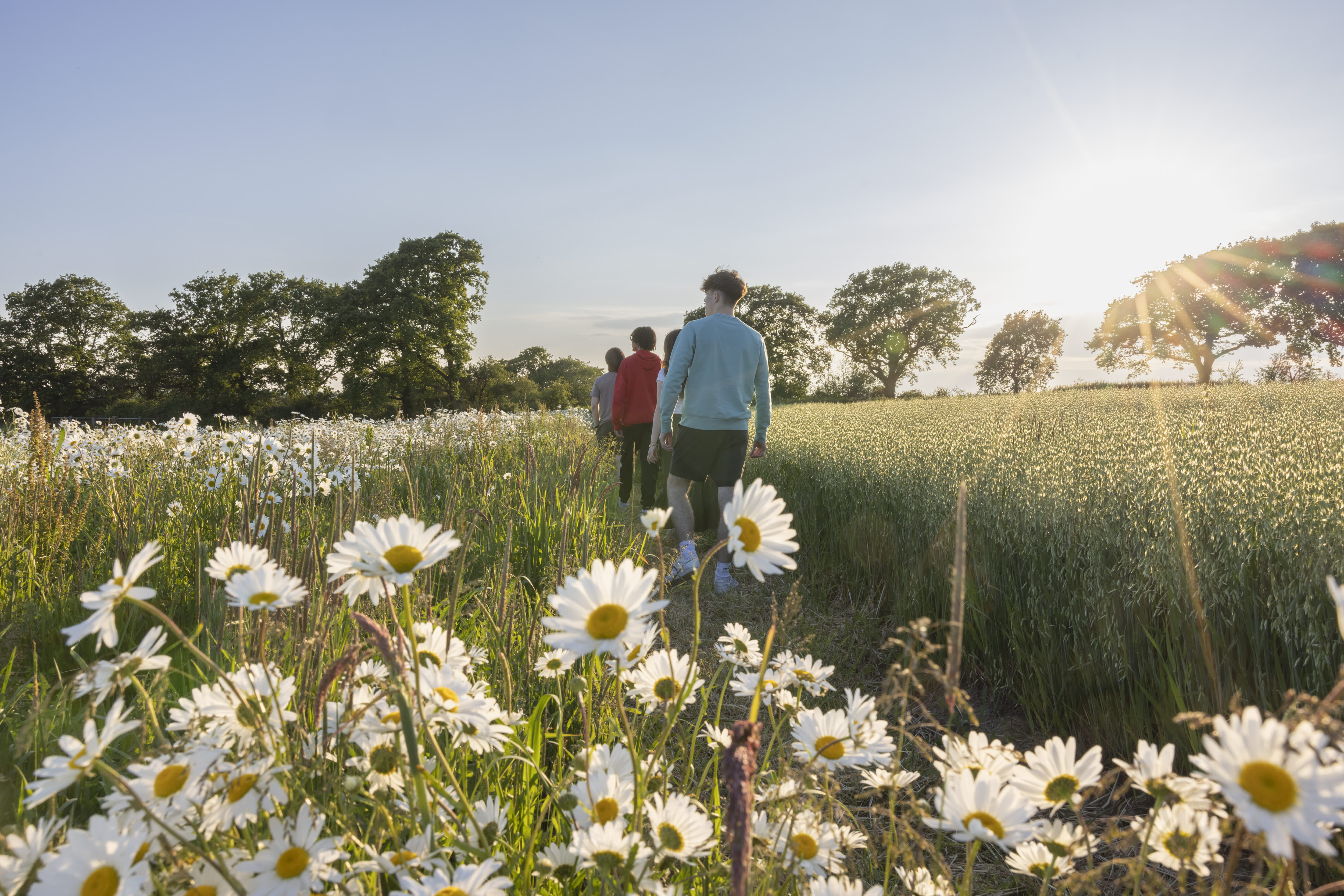 A group walk through a wildflower meadow, with white daisies in shot in Pevensey castle, Sussex