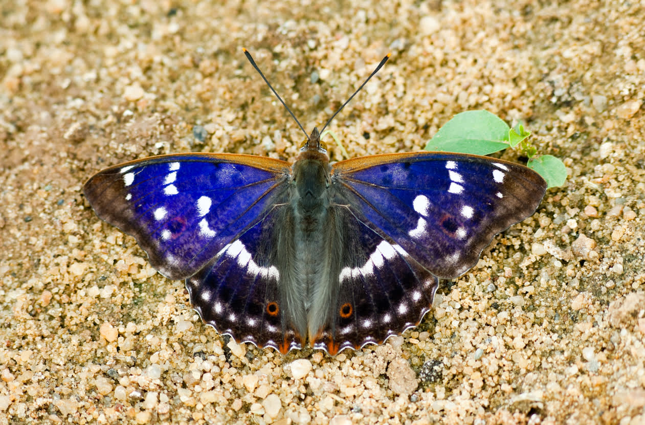 Purple Emperor Butterfly