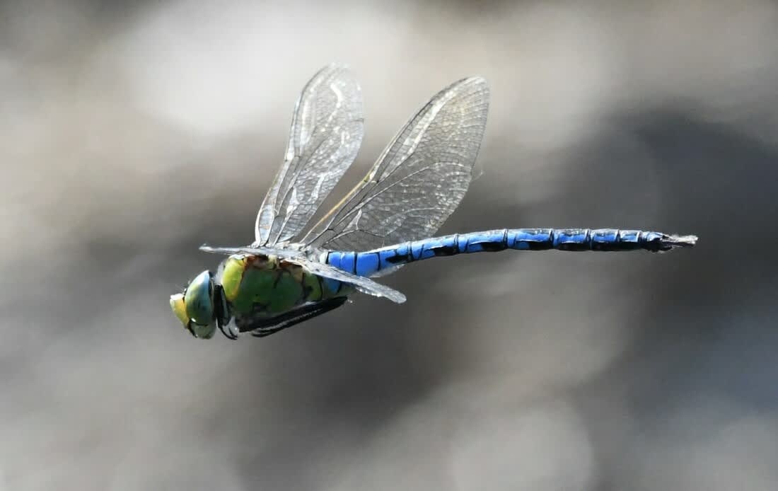 Dragonfly
