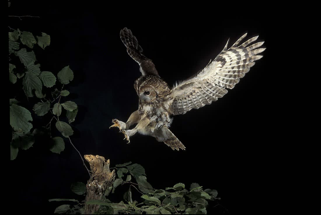 Tawny Owl flying