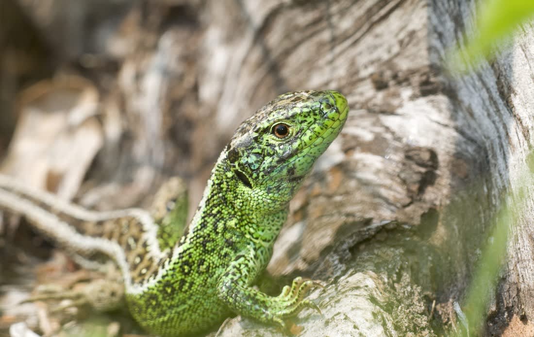 Sand Lizard