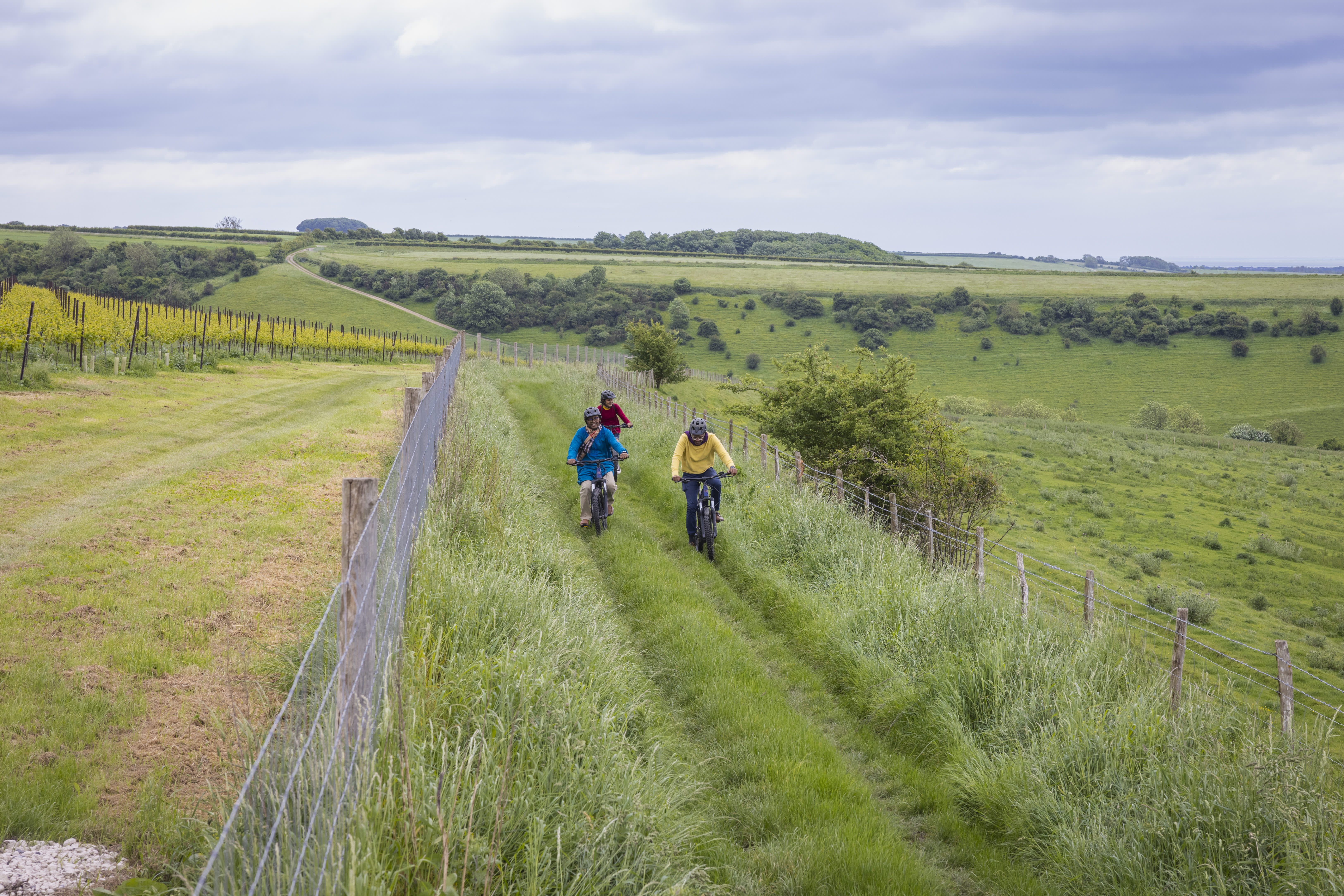 Three cyclists on a grassy track on the South Downs, next to a vineyard in Amberley, Sussex