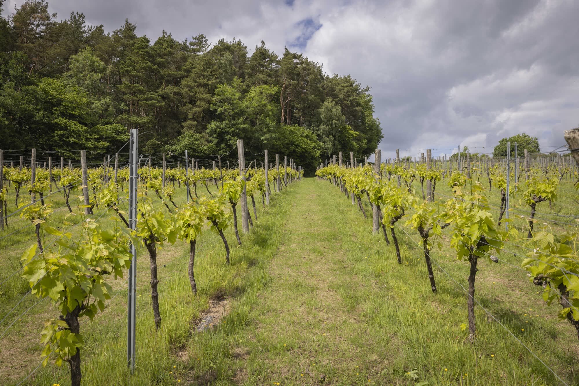 Sedlescombe Vineyard vines stretching away into the distance with a wooded glade on the horizon