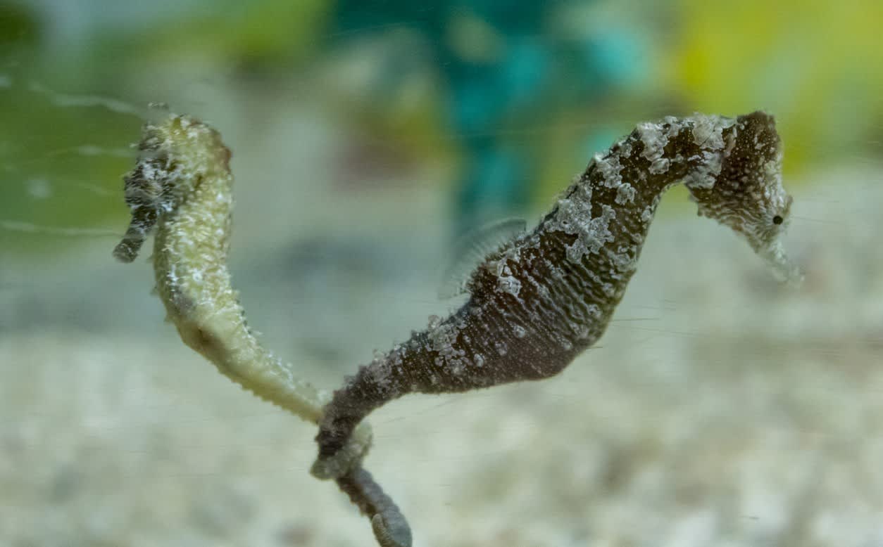 Short Snouted Seahorse