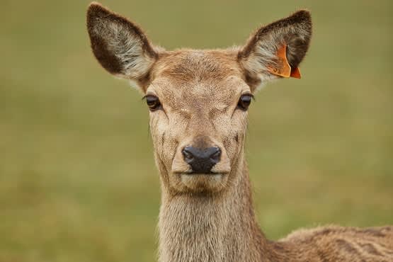 Red Deer