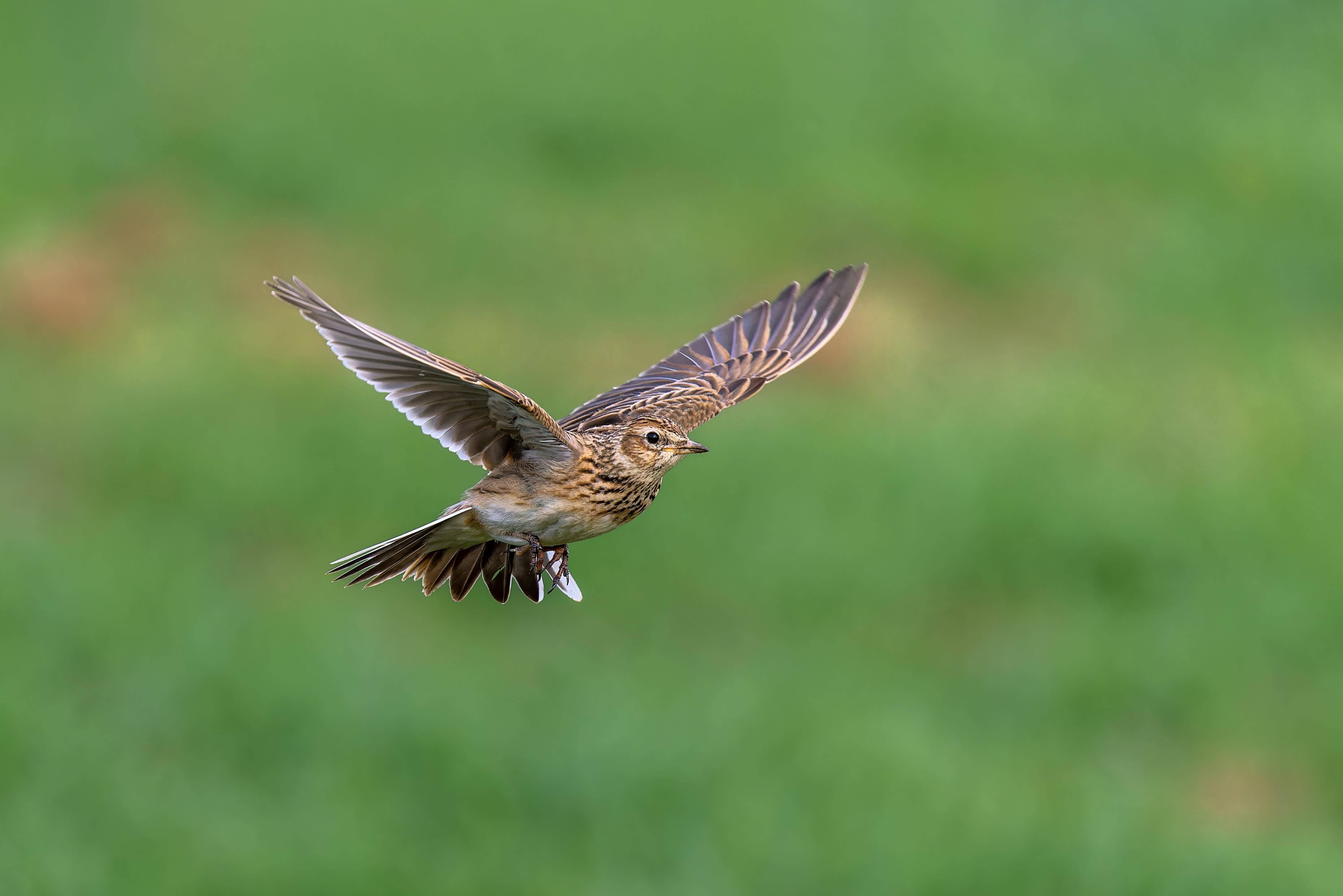 Skylark in flight
