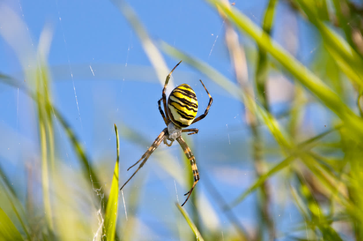 Wasp Spider