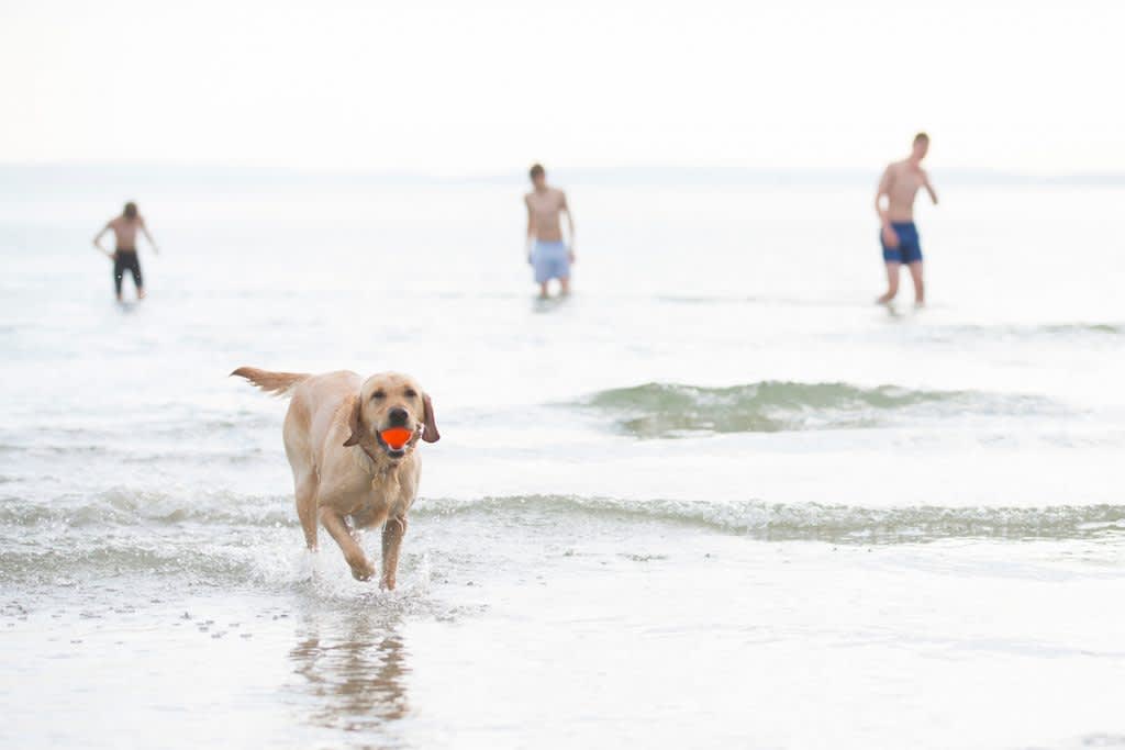 Dog with a ball coming out of the calm surf at West Wittering Beach