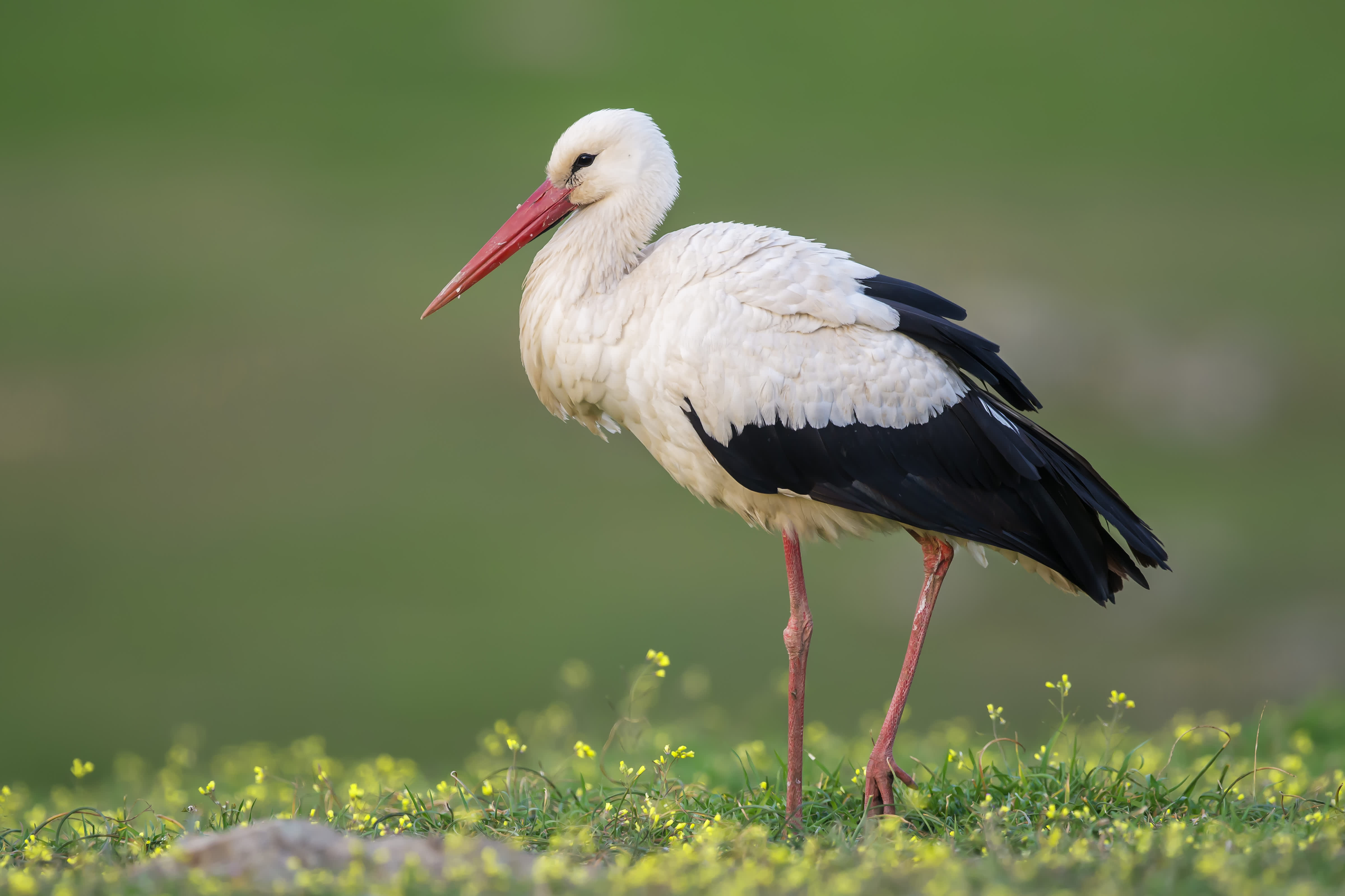 White Stork