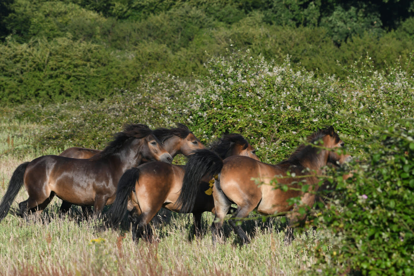 Exmoor Ponies in the wild