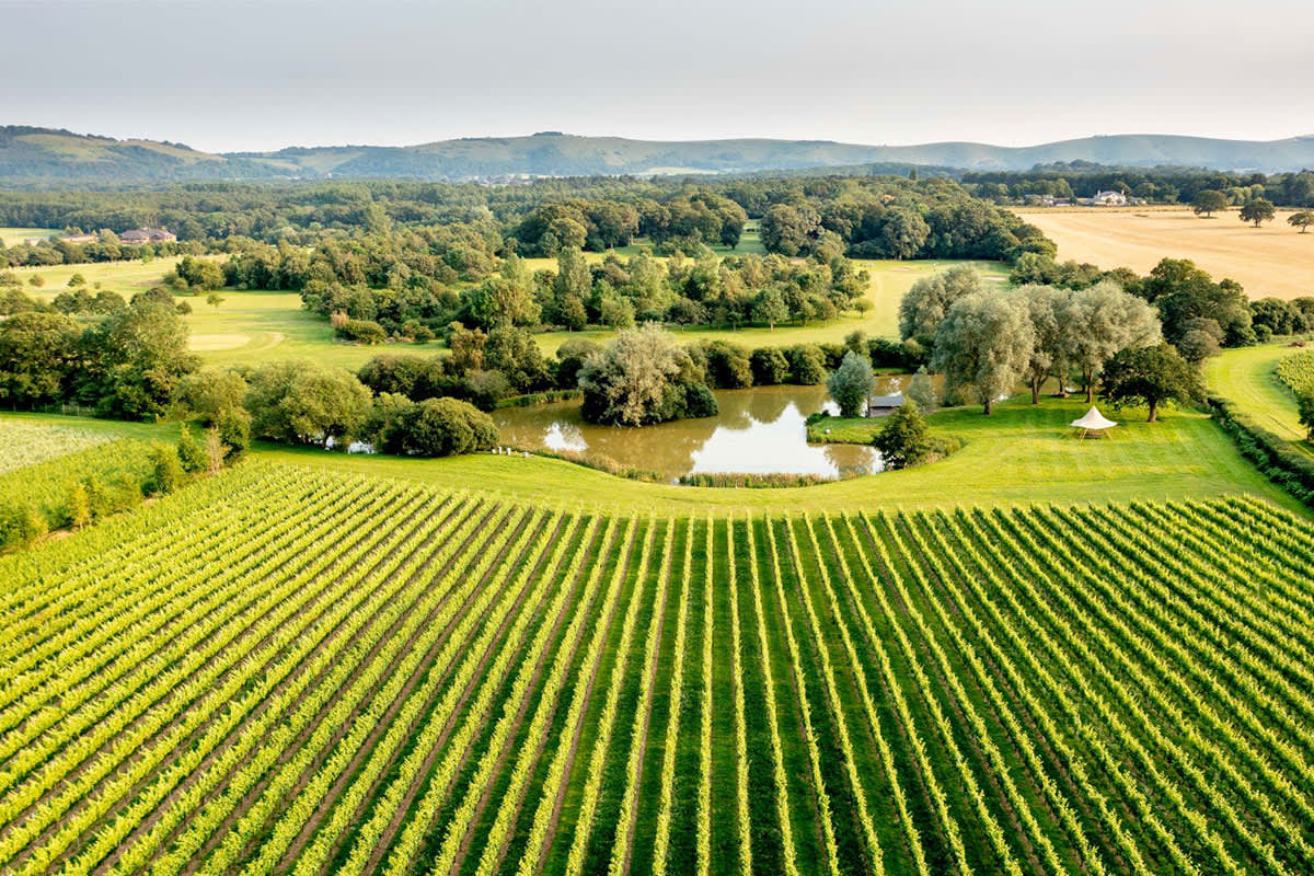 Albourne Vineyard