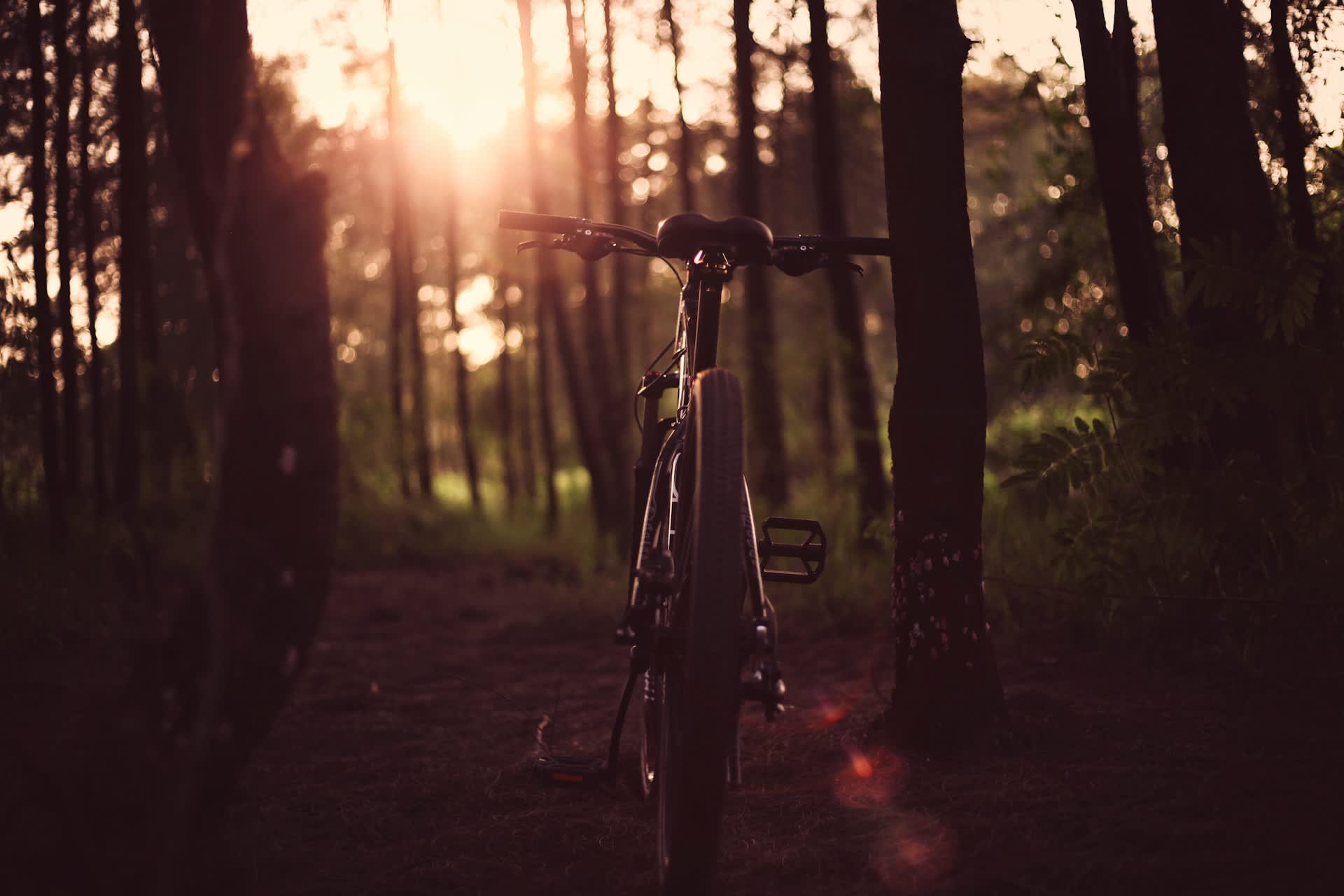 bike in woods