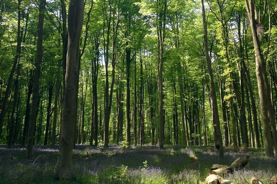 high weald national landscape bluebell woods
