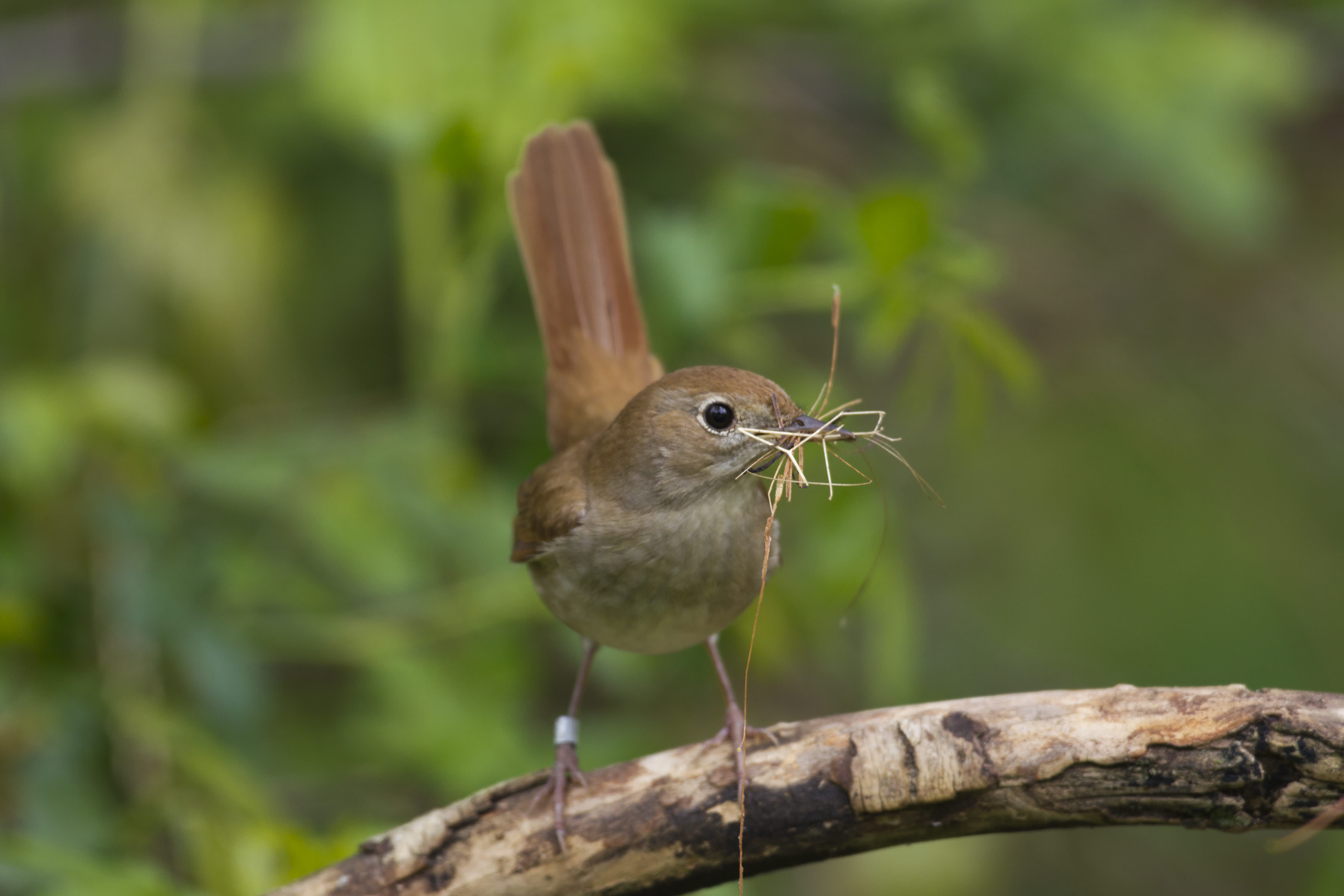 Nightingale