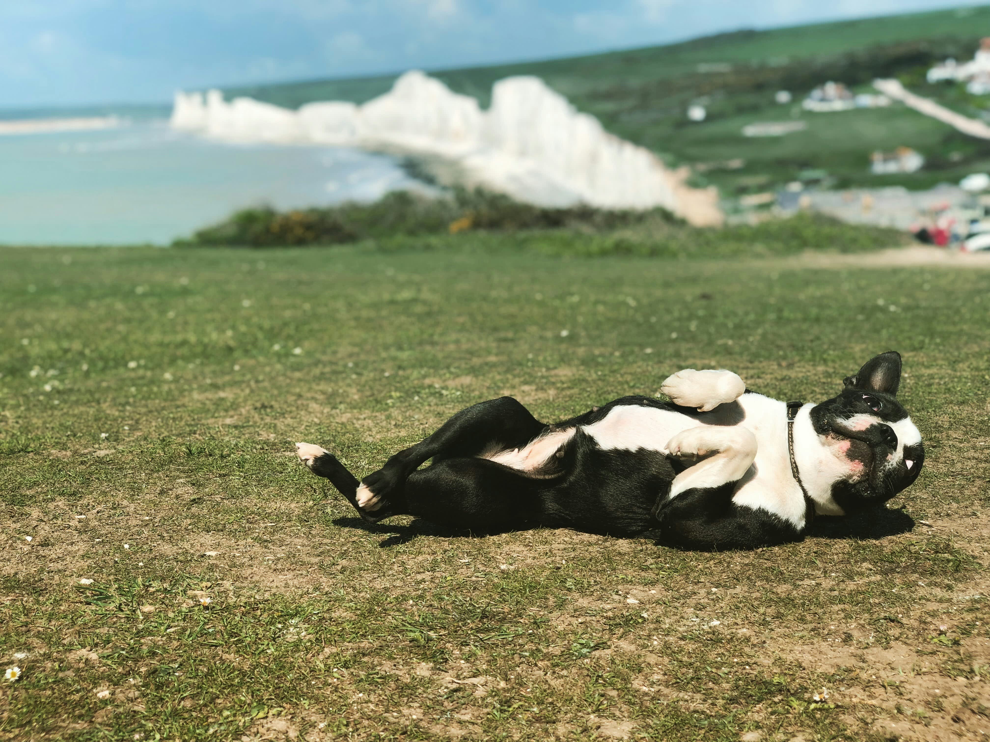 small black dig rolling on grass, in the background are white cliffs