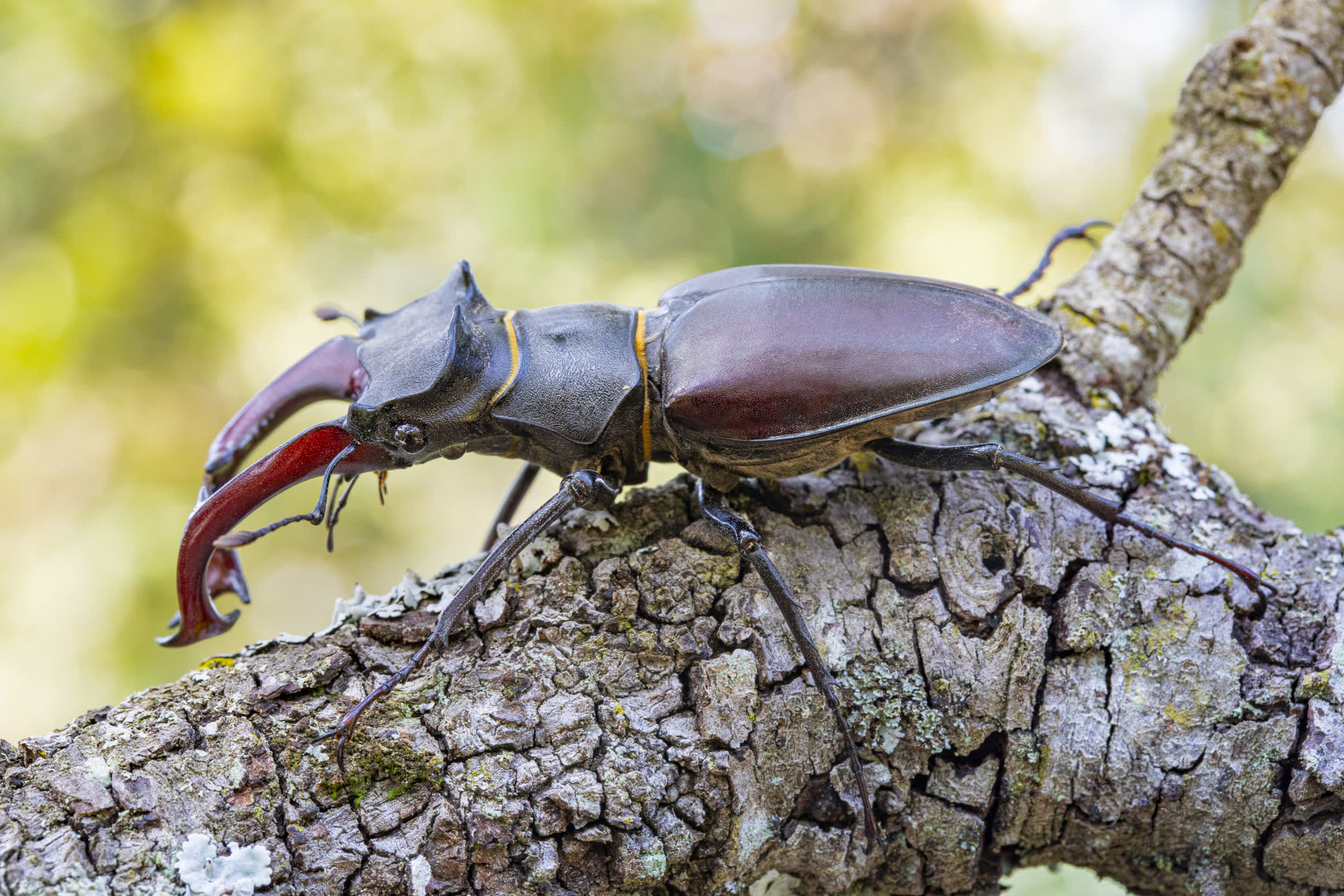Stag Beetle