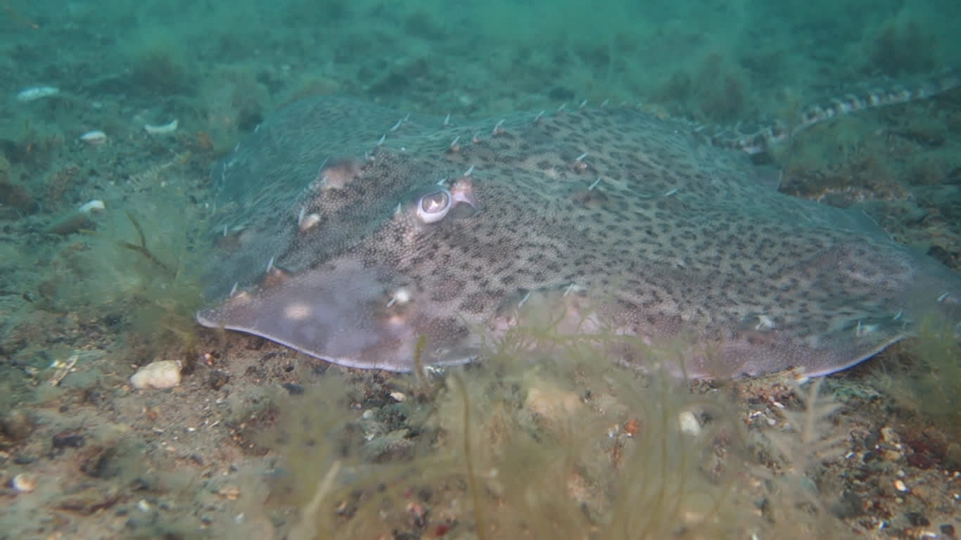 Rays (Stingrays Species, Spotted rays, Thornback rays, Undulate rays)