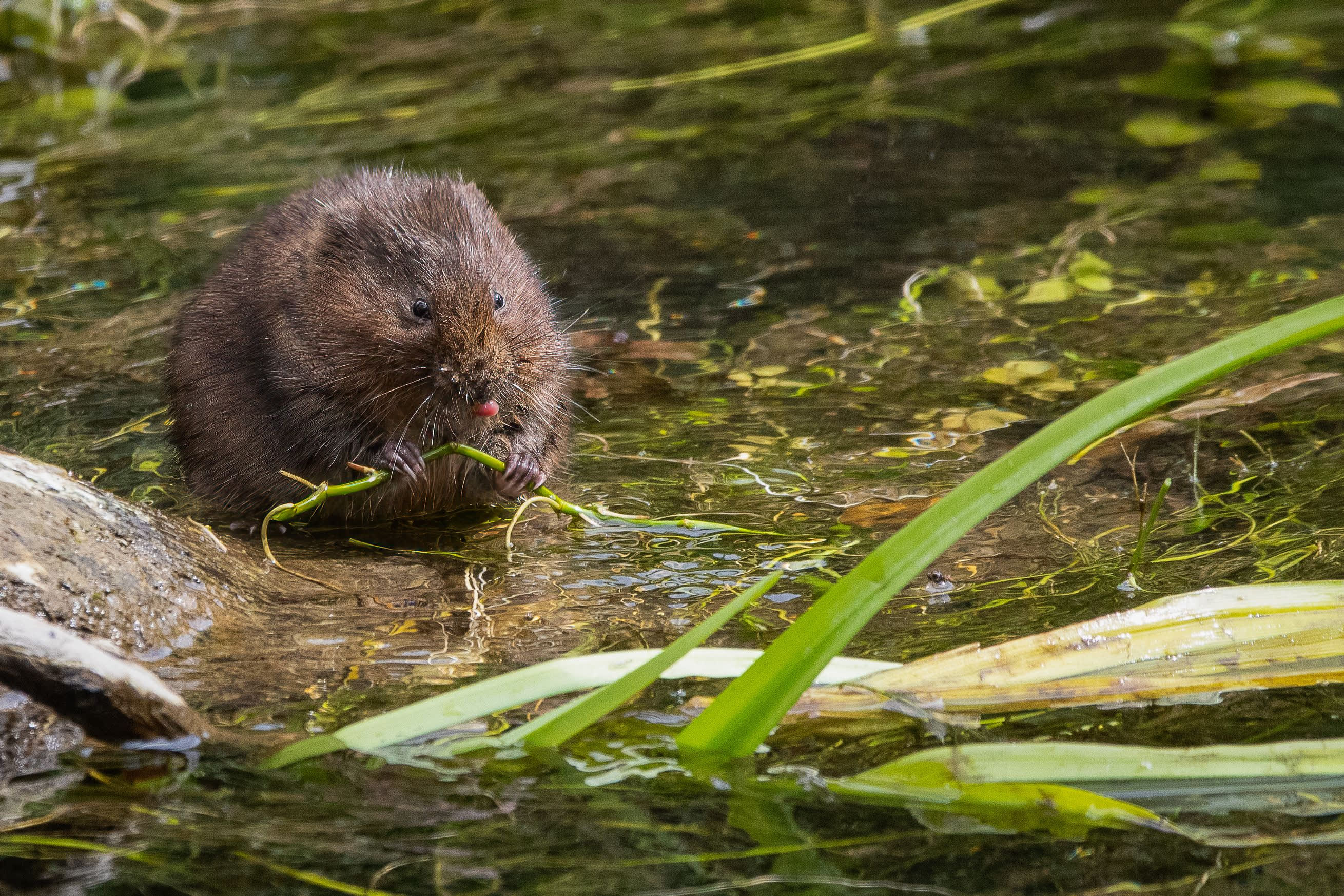 Water Vole
