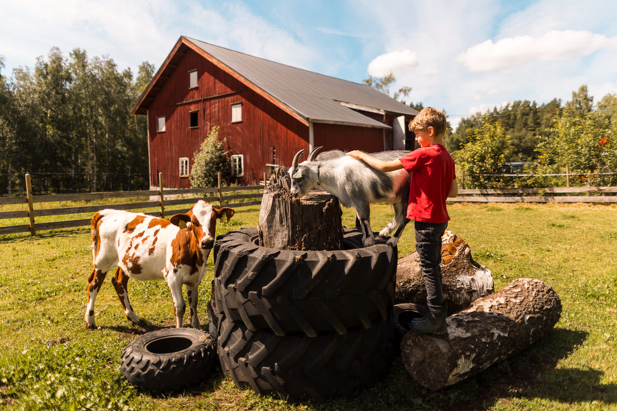 Barn som klappe ren geit på en gård med ku og kylling